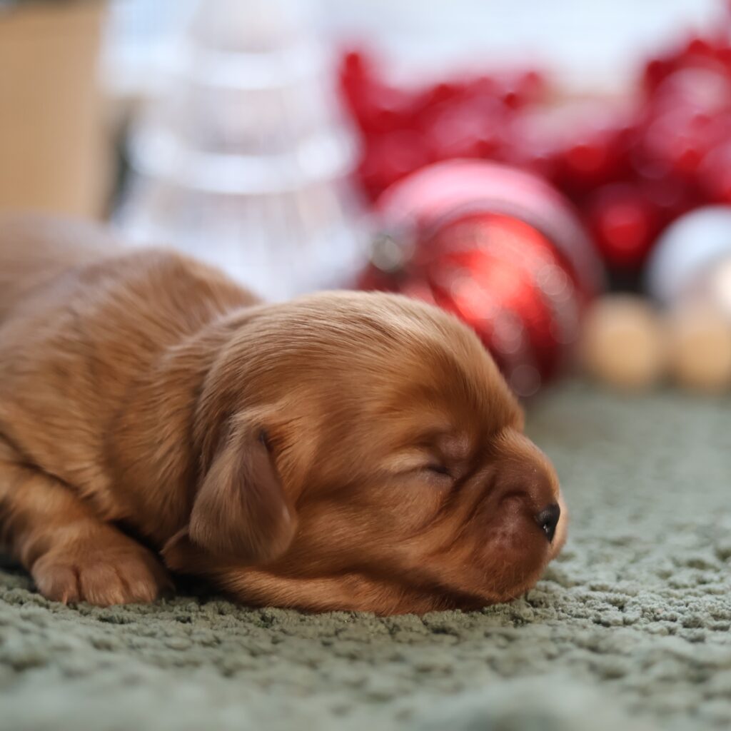 cavalier king charles spaniel for sale near me