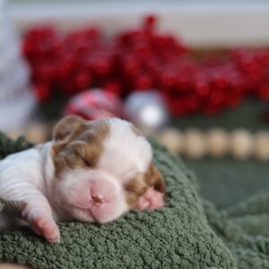 cavalier king charles spaniel near me