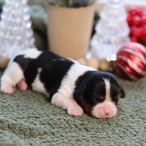cavalier king charles spaniel puppies