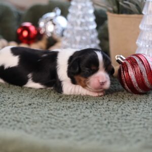 cavalier king charles spaniel puppies for sale