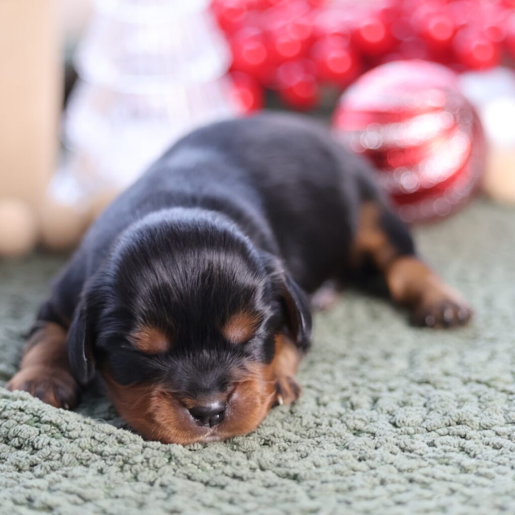 cavalier king charles spaniel puppies for sale near me