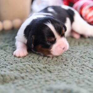 cavalier king charles spaniel puppy