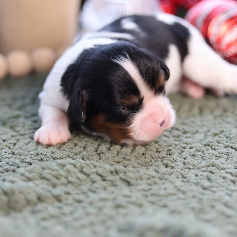 cavalier king charles spaniel puppy
