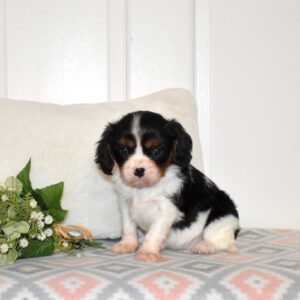 cavalier king charles spaniel puppy tri color