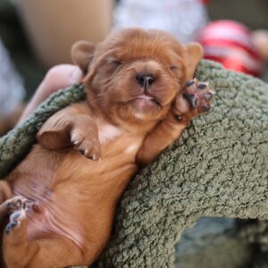 cavalier king charles spaniel spaniel