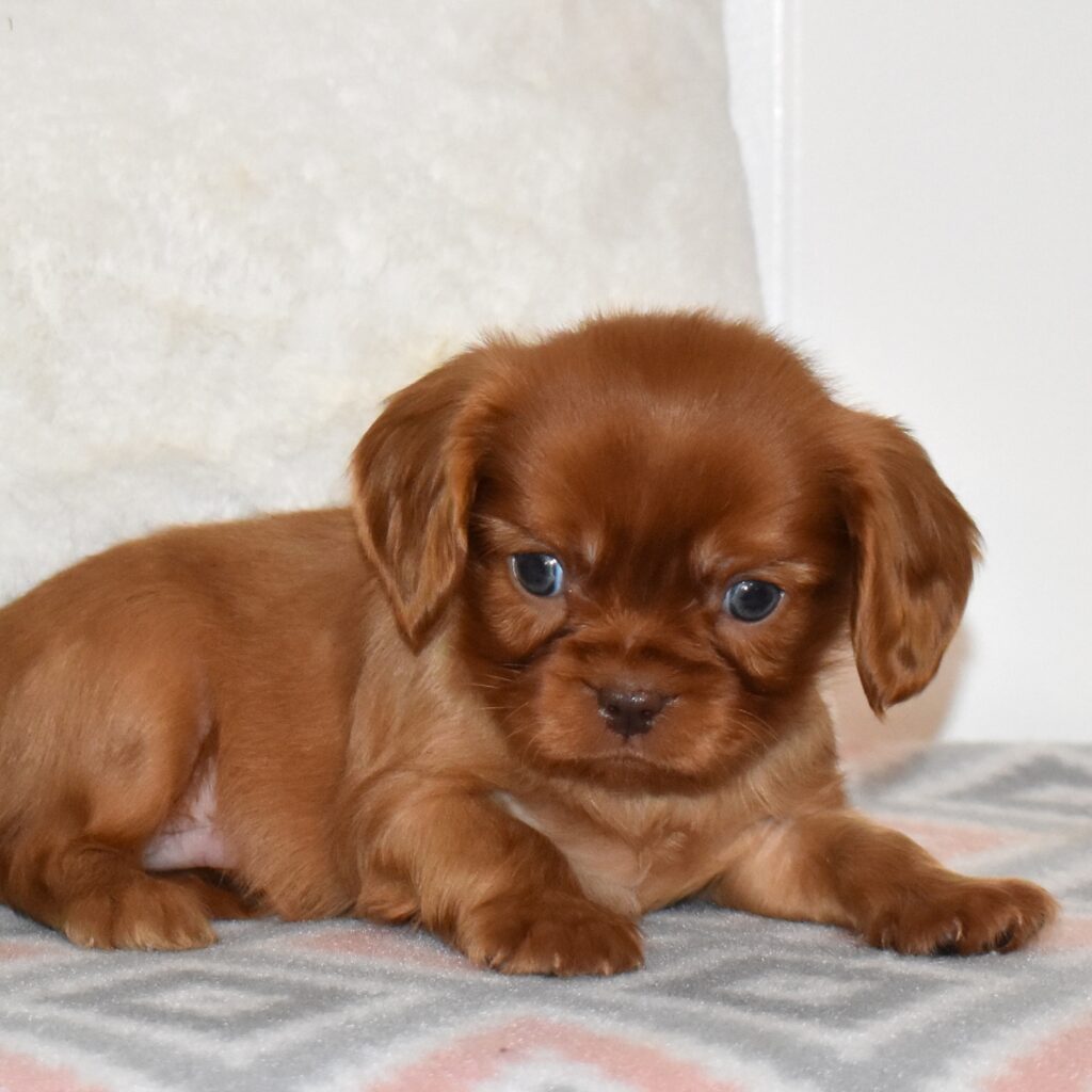 cavalier ruby spaniel