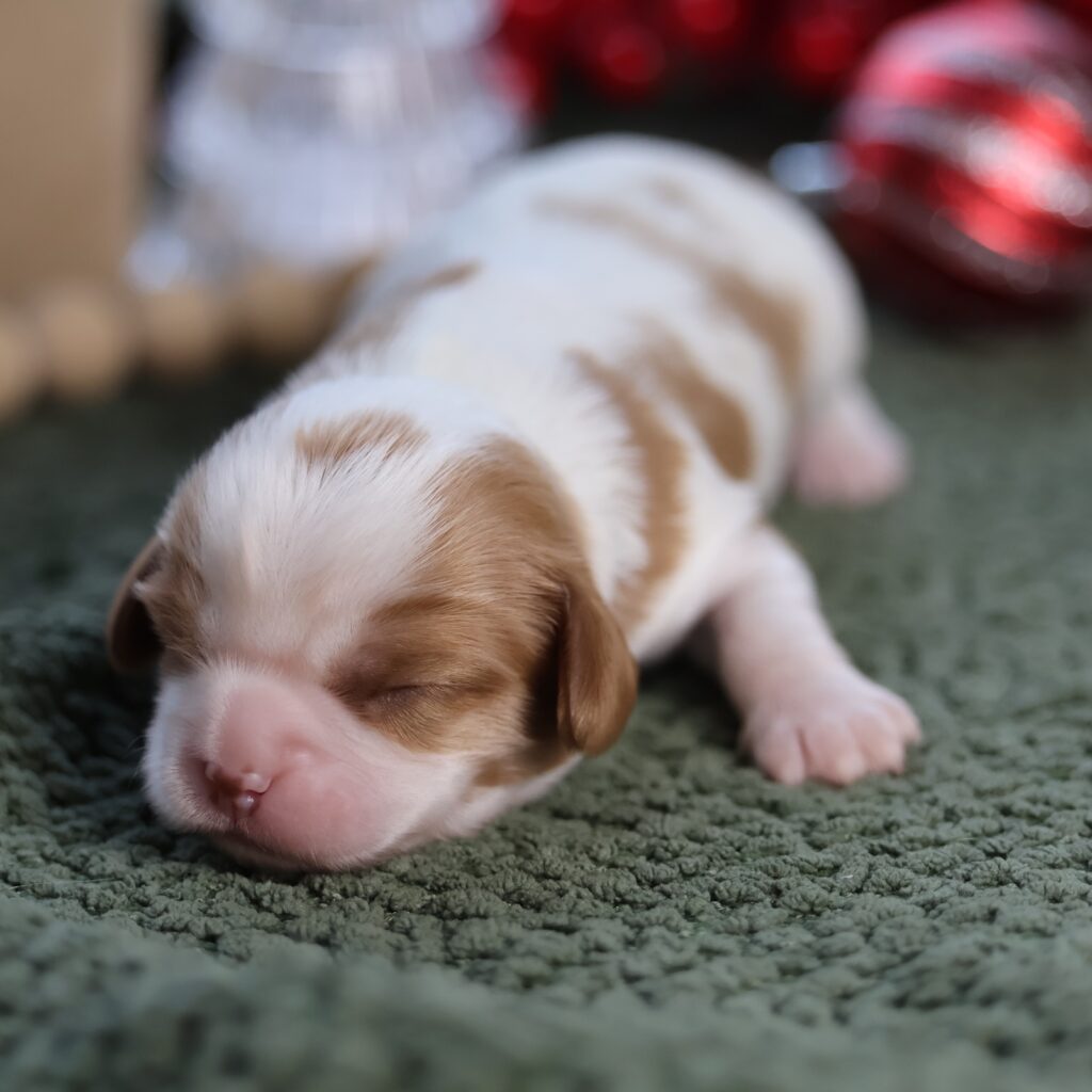 dog cavalier king charles