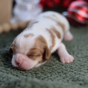 dog cavalier king charles