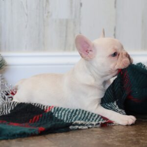 frenchie puppies for sale