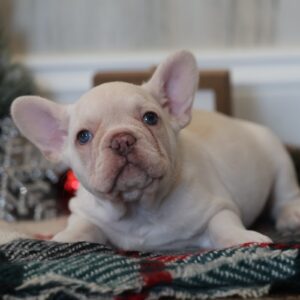frenchie puppies near me