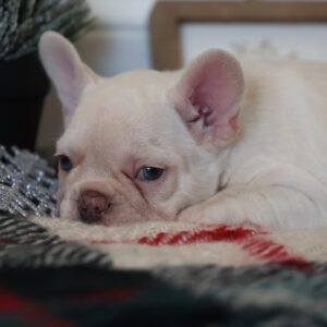 frenchie puppy for sale