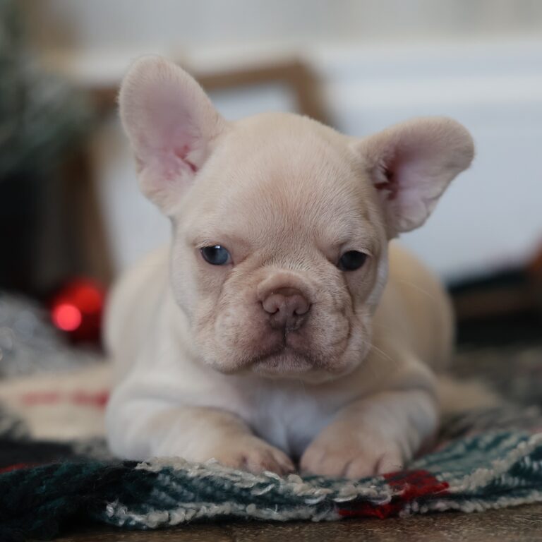 frenchie puppy for sale near me