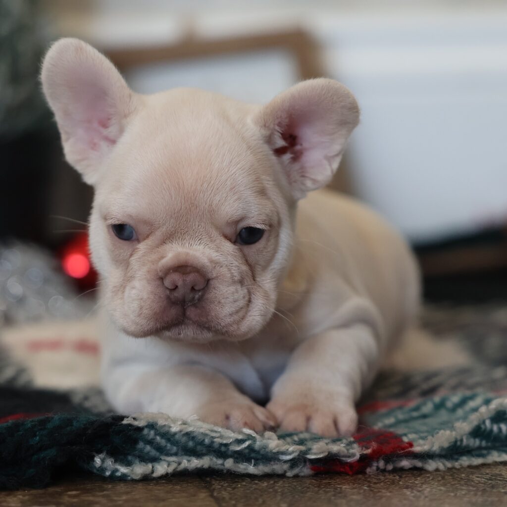 frenchy puppy