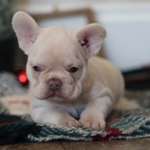 frenchy puppy