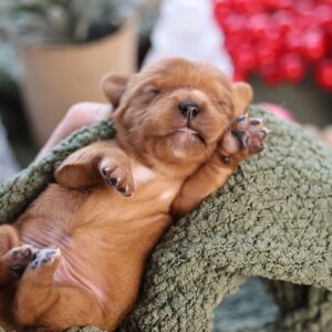 king charles cavalier