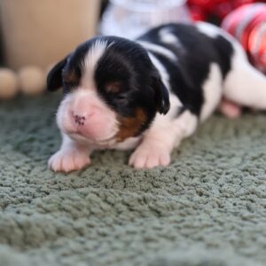 king charles cavalier for sale