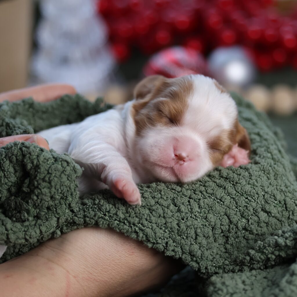 king charles cavalier king charles spaniel