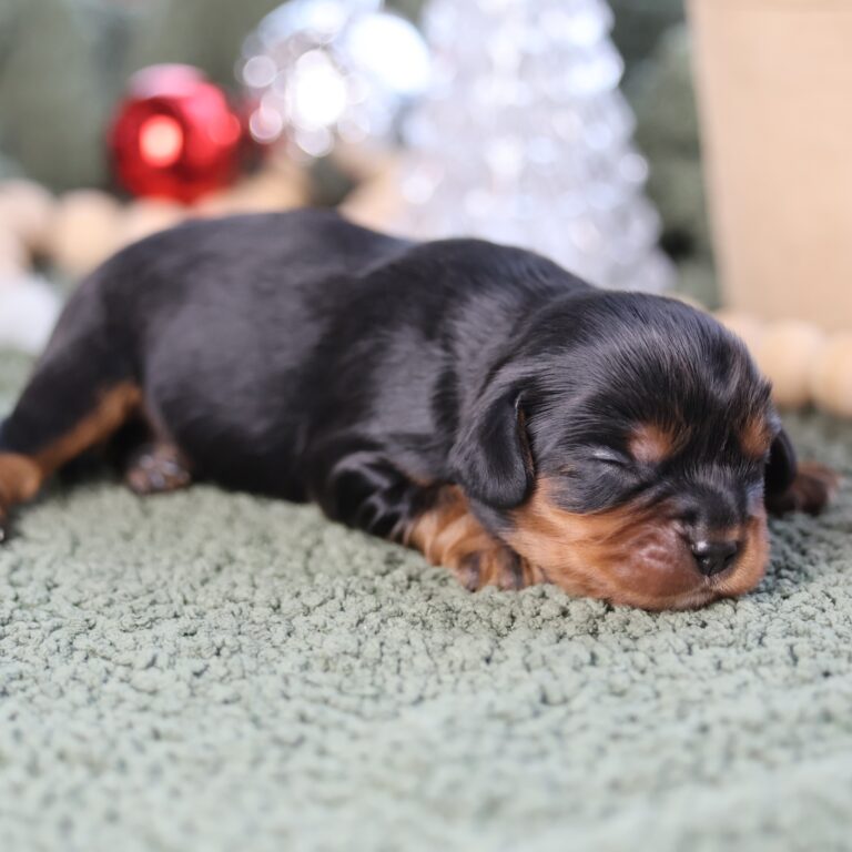 king charles cavalier puppies