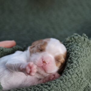 king charles cavalier puppies near me