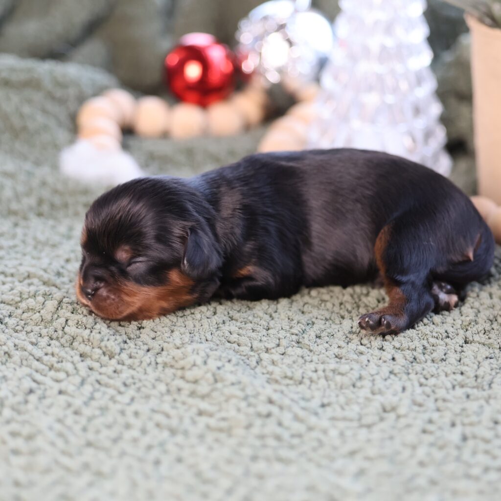 king charles cavalier puppy