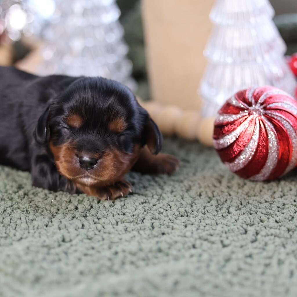 king charles cavalier spaniel
