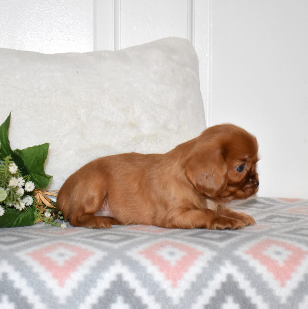 king charles cavalier spaniel puppies ruby