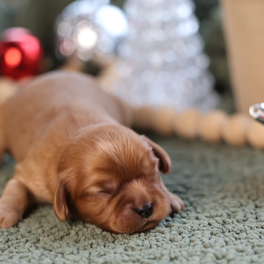 king charles cavalier spaniel puppies ruby