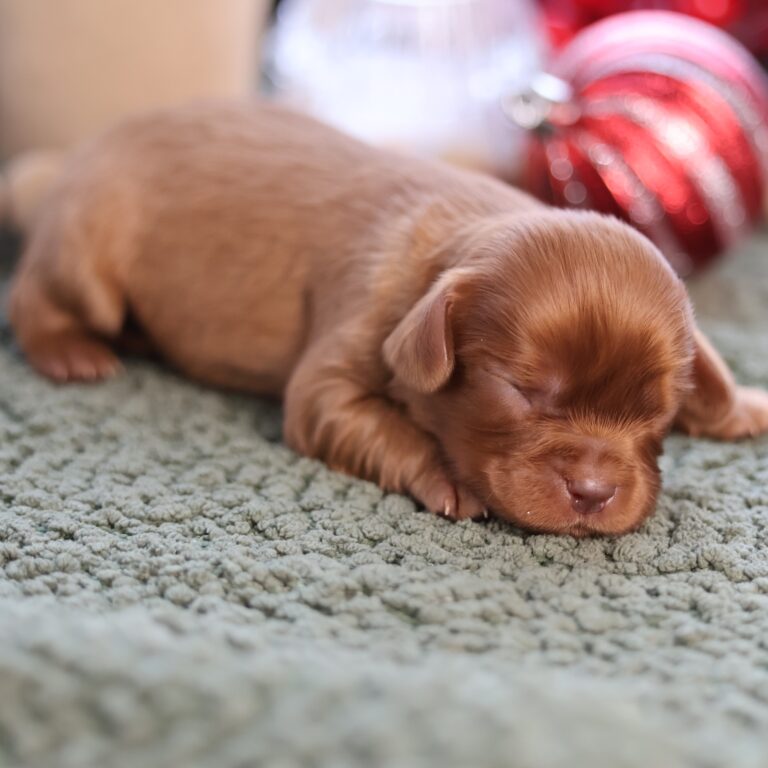 king charles spaniel and cavalier king charles
