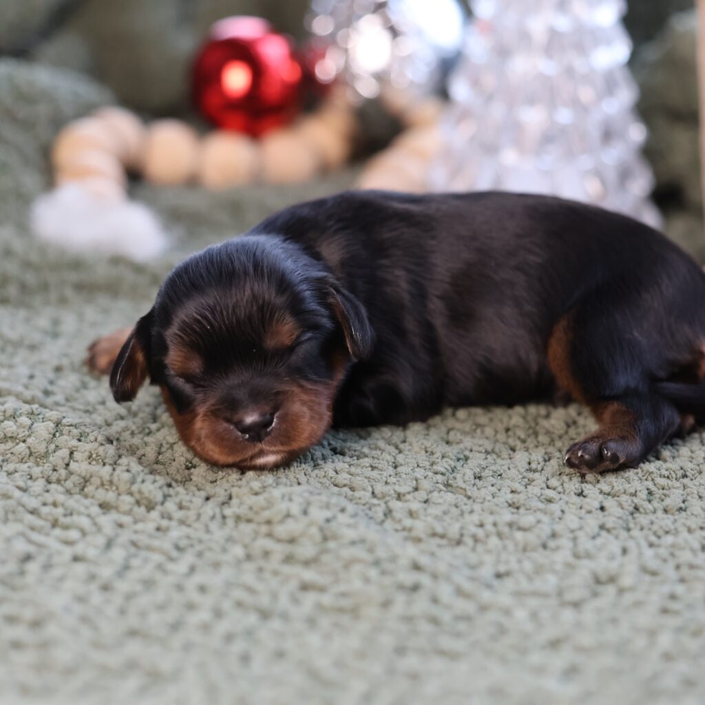 kings charles cavalier