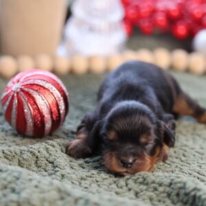 mini cavalier king charles spaniel