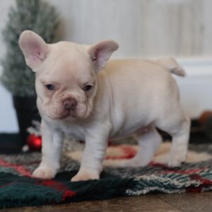 mini frenchie puppies for sale