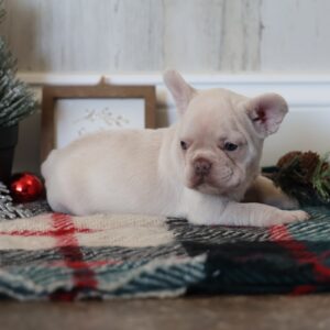 miniature frenchie puppies for sale