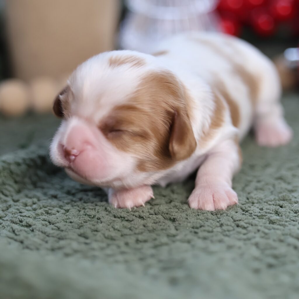puppies for sale cavalier king charles