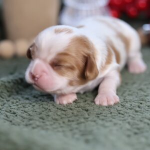 puppies for sale cavalier king charles
