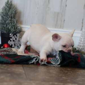 puppy frenchie