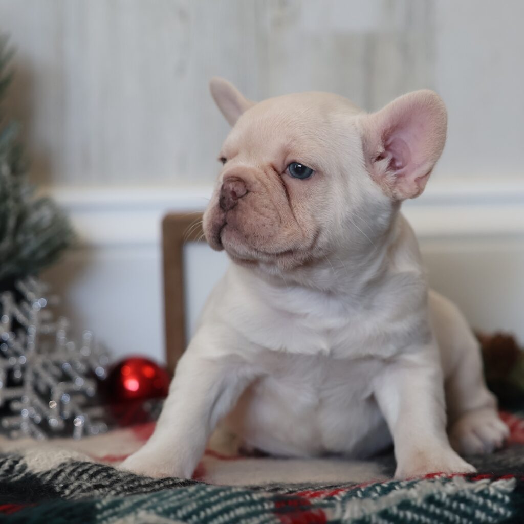 puppy frenchie dog