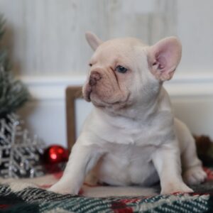 puppy frenchie dog