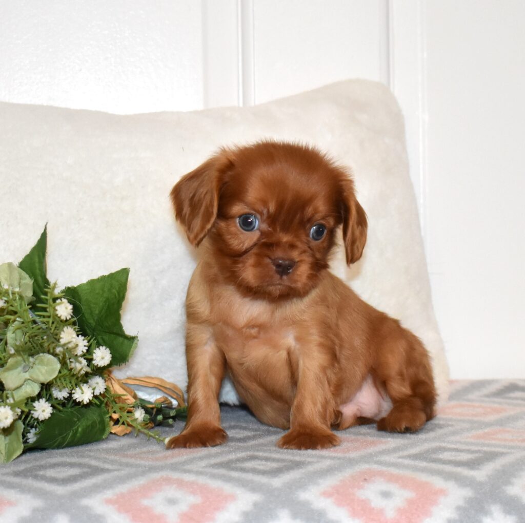 ruby cavalier king