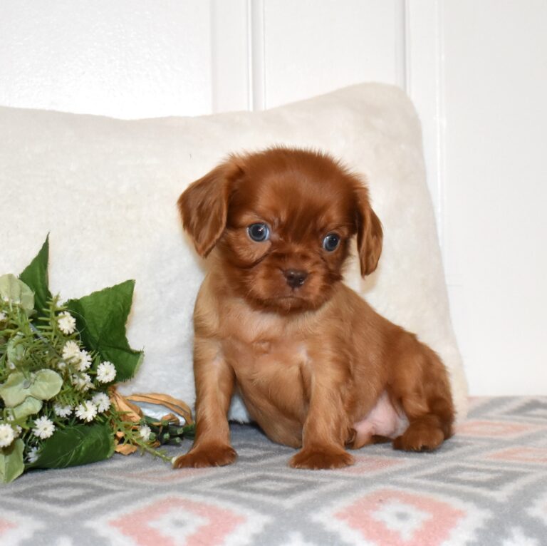 ruby cavalier king