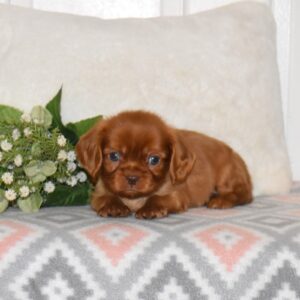 ruby cavalier king charles spaniel