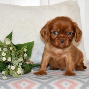 ruby cavaliers king charles spaniels