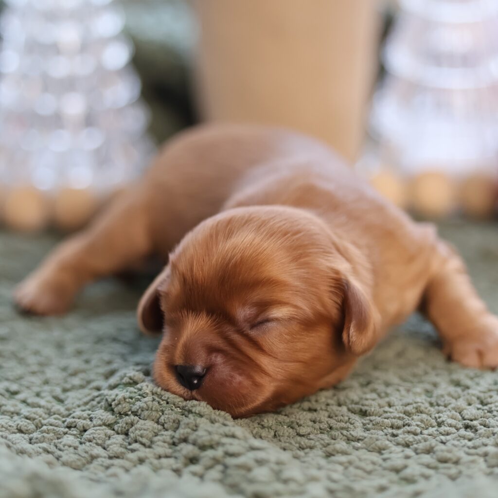 ruby cavaliers king charles spaniels