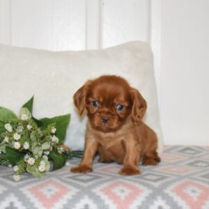 ruby king charles cavalier