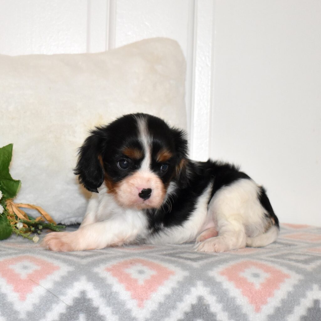 tri color cavalier king charles