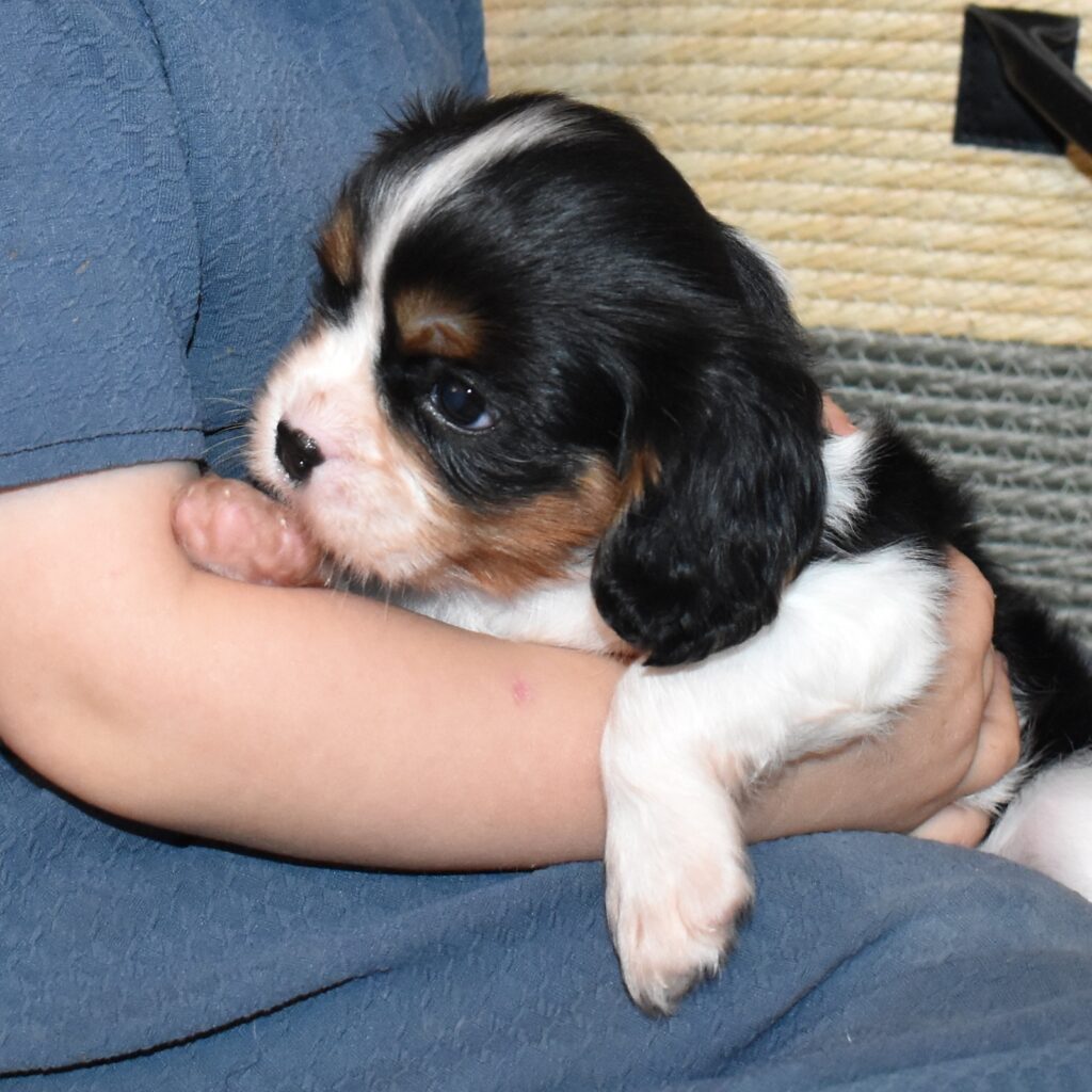 tri color cavalier king charles spaniel