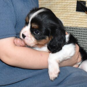 tri color cavalier king charles spaniel