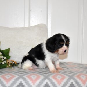 tri color king charles cavalier
