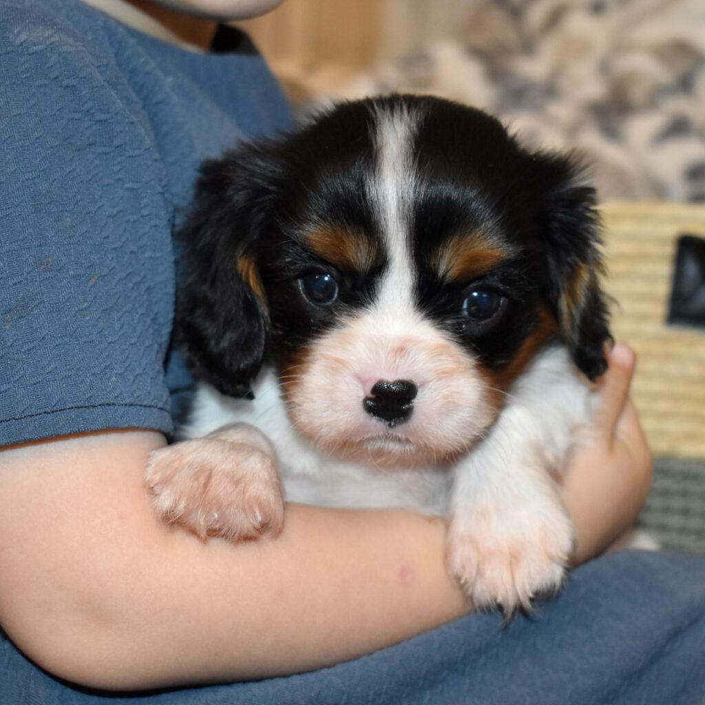tri colored cavalier king charles