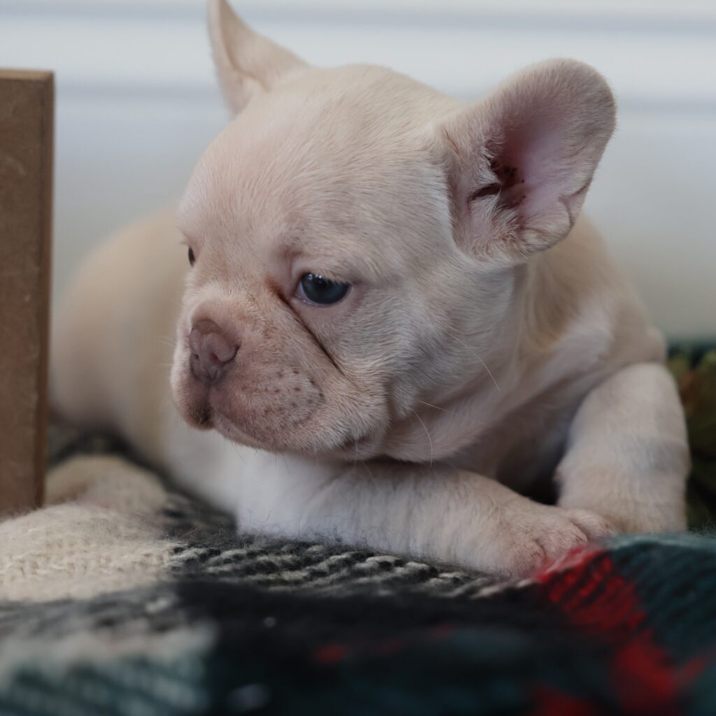 white frenchie puppy