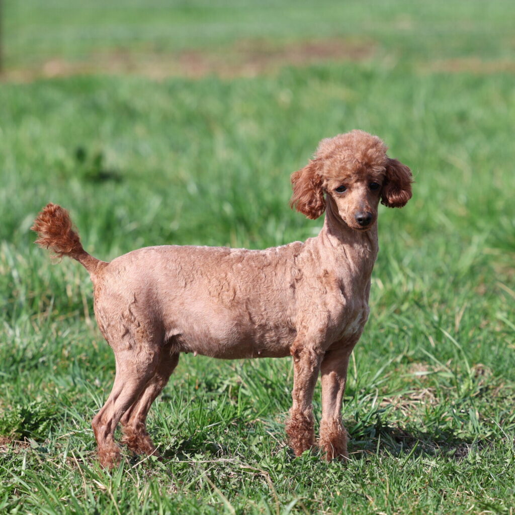 adult toy poodle smartie